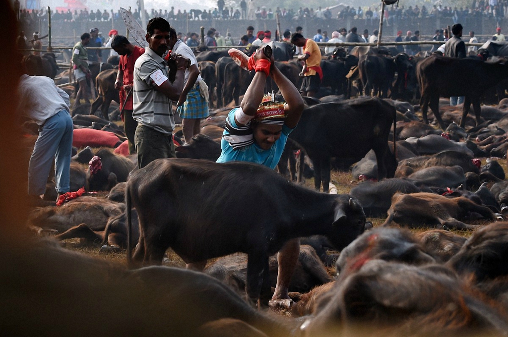 Кровавая резня животных в Непале-6