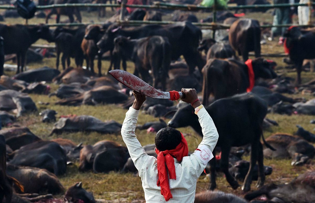 Кровавая резня животных в Непале-8