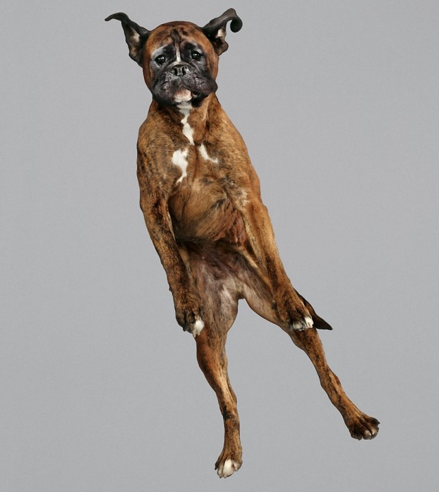 Летающая собака фото мальдивы