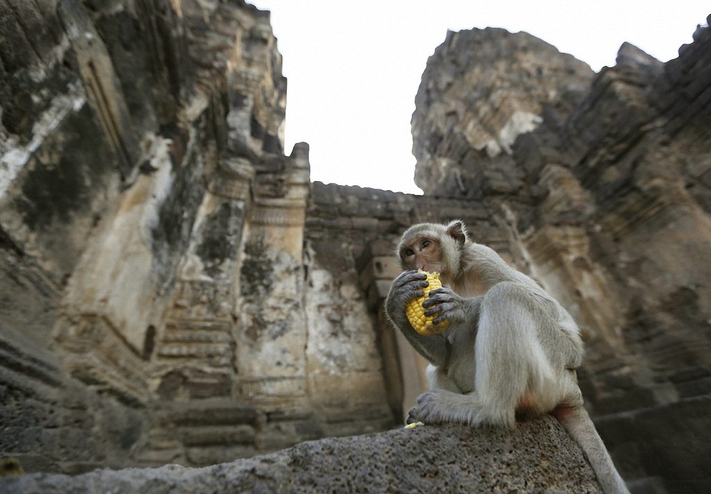 Пиршество обезьян в Таиланде-5