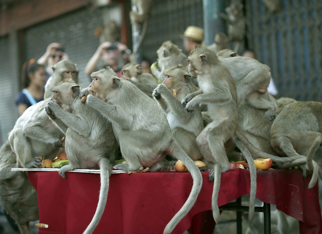 Пиршество обезьян в Таиланде-6