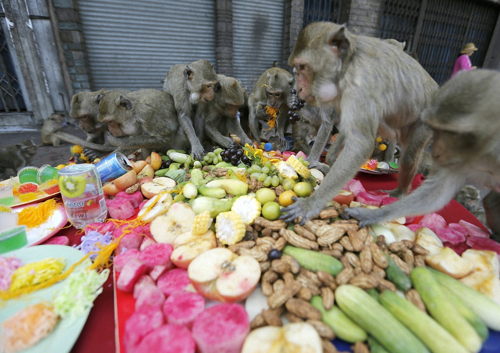 Пиршество обезьян в Таиланде-8
