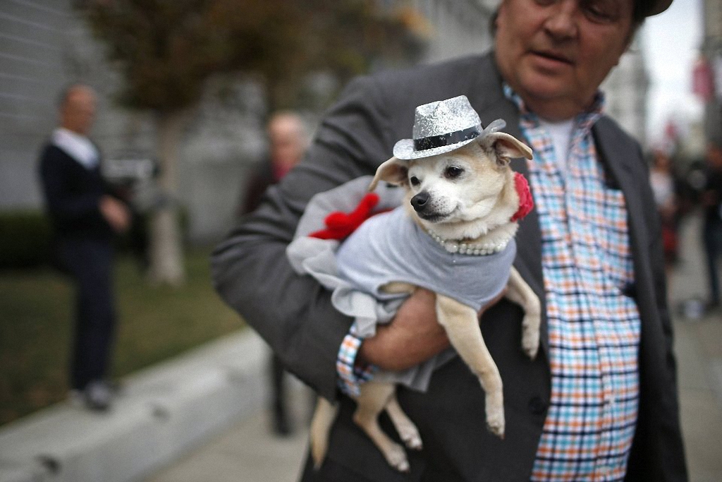 Собака стала мэром Сан-Франциско-6