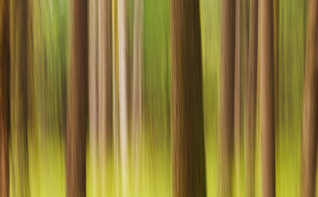 Spring Forest Abstract