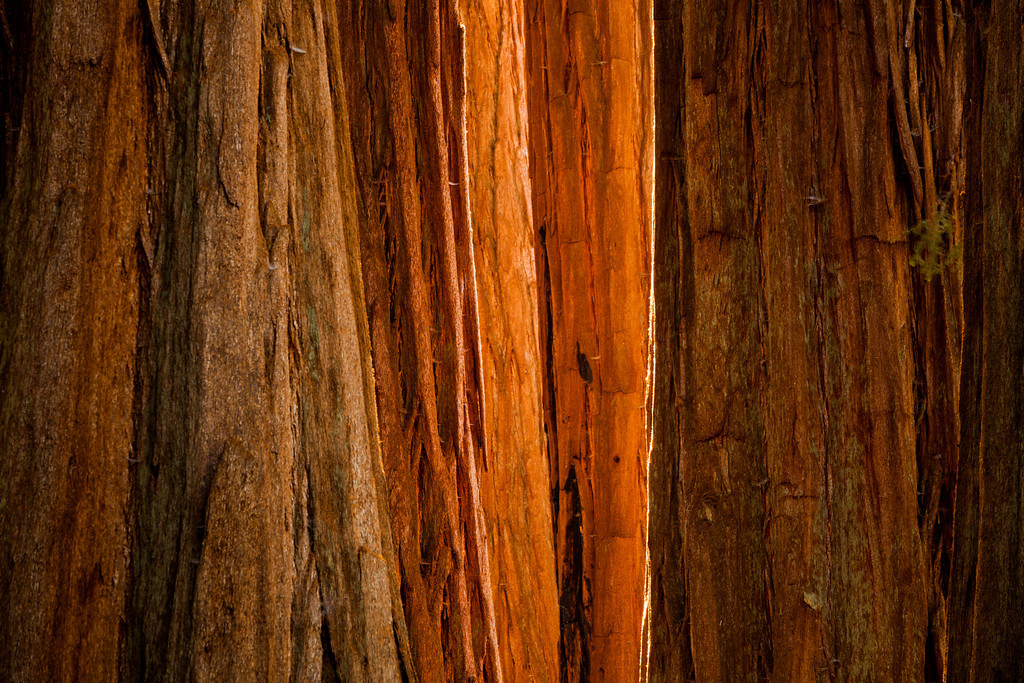 Sequoia Light