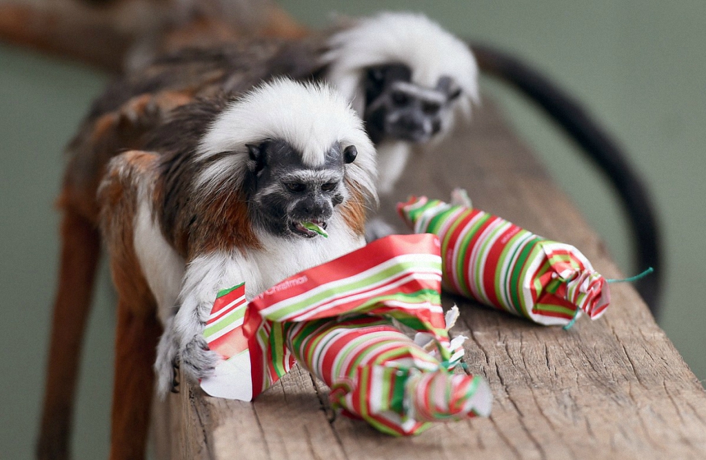 Рождественские подарки в зоопарке Таронга-9