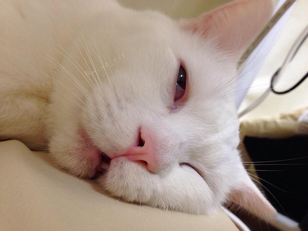 Самый уродливый спящий кот в Японии-12