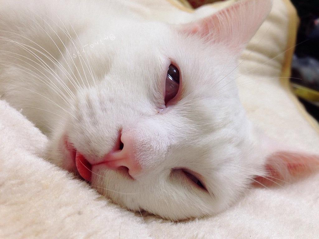 Самый уродливый спящий кот в Японии-14