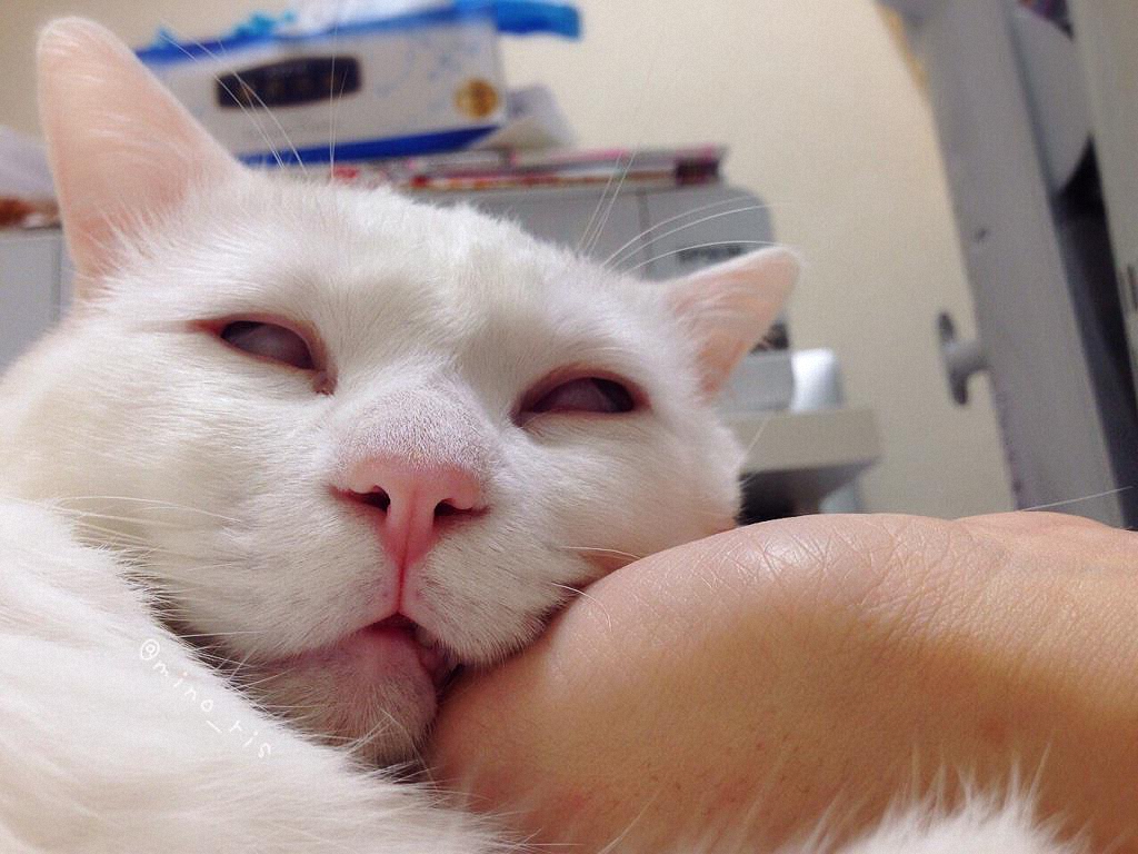Самый уродливый спящий кот в Японии-3