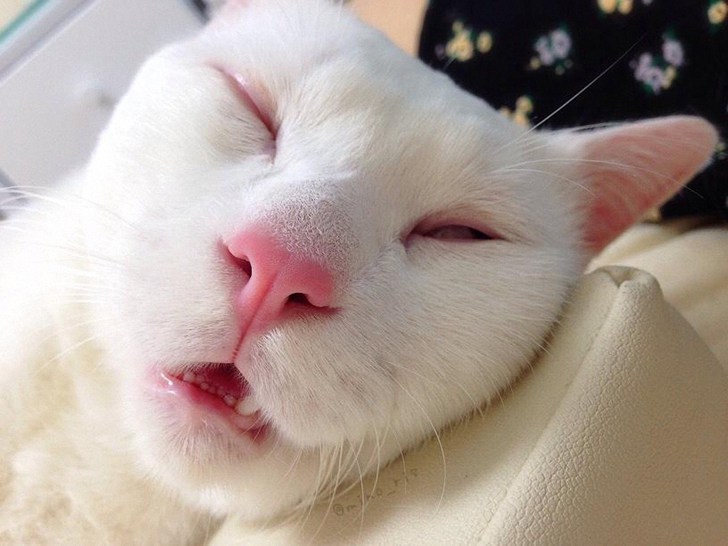 Самый уродливый спящий кот в Японии-5