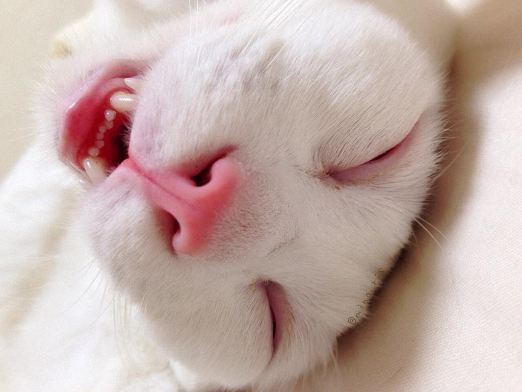 Самый уродливый спящий кот в Японии-8