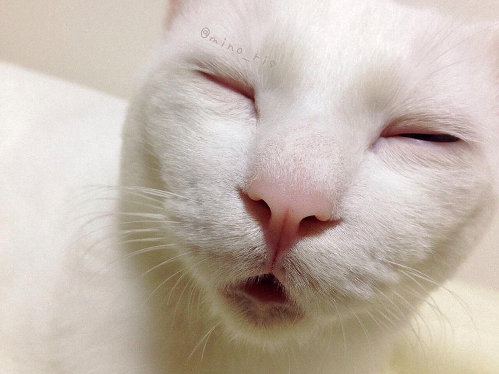 Самый уродливый спящий кот в Японии-9
