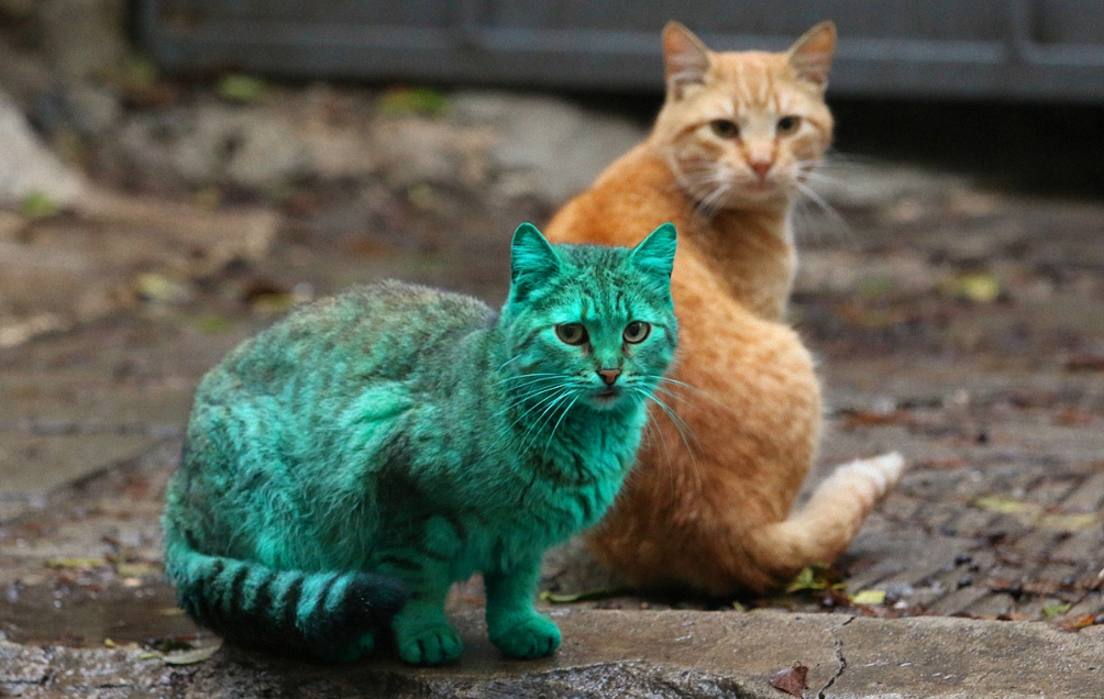 Зеленый кот из Варны-1