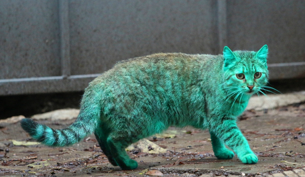 Зеленый кот из Варны-2