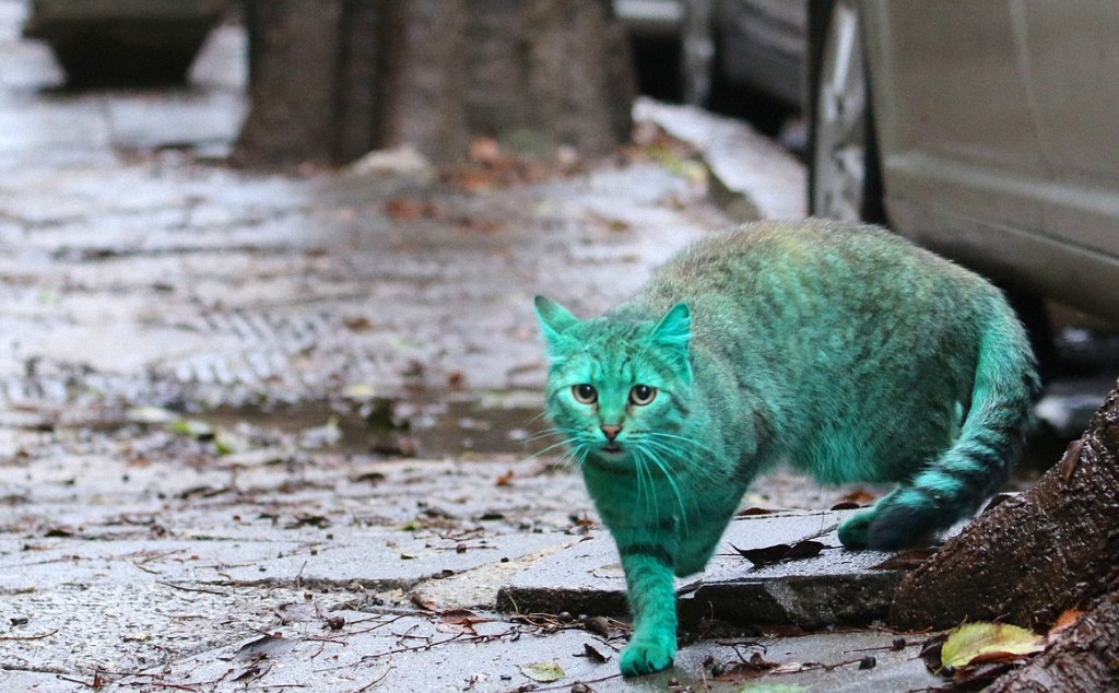 Зеленый кот из Варны-3