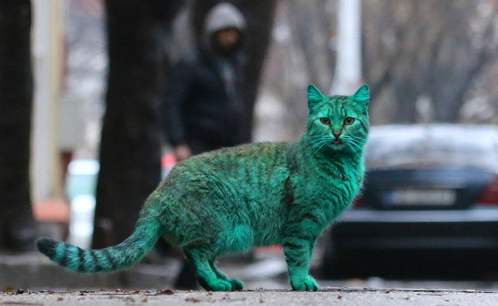 Зеленый кот из Варны-5