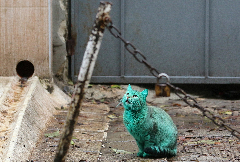 Зеленый кот из Варны-6-1