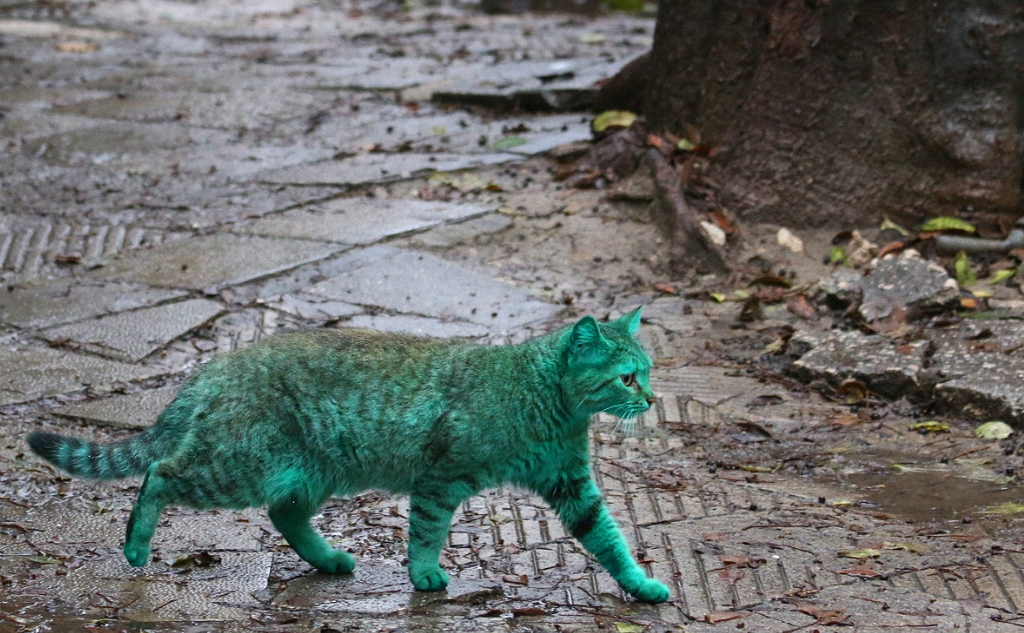 Зеленый кот из Варны-7