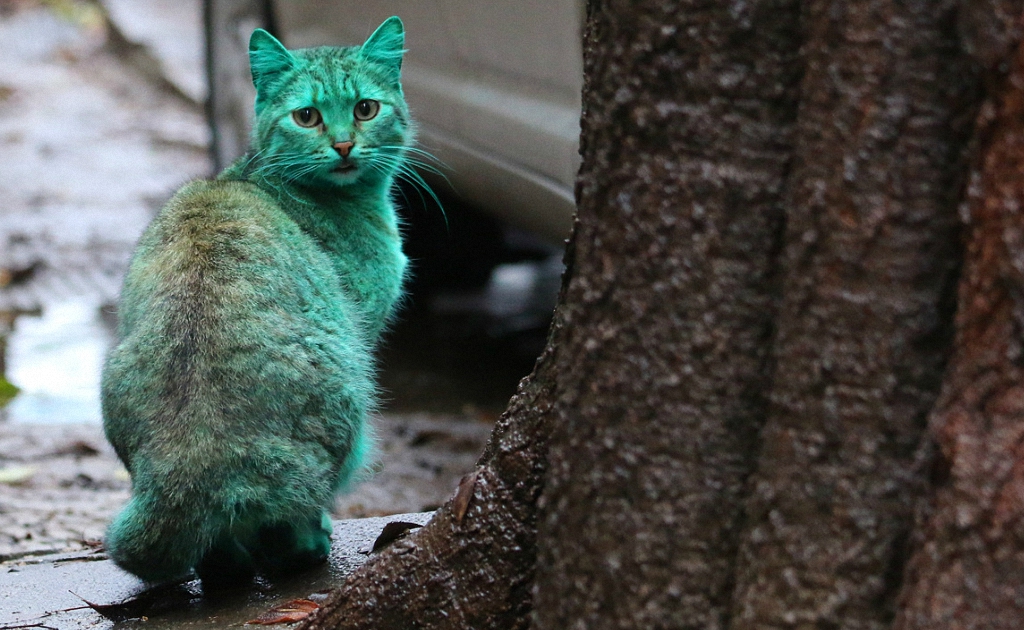 Зеленый кот из Варны-8