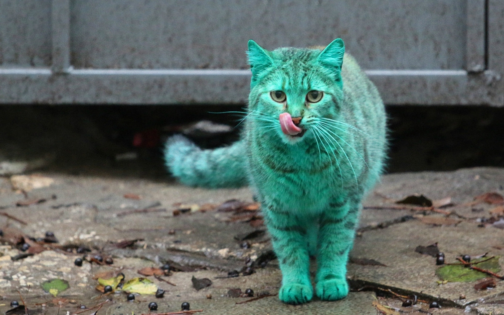 Зеленый кот из Варны-9