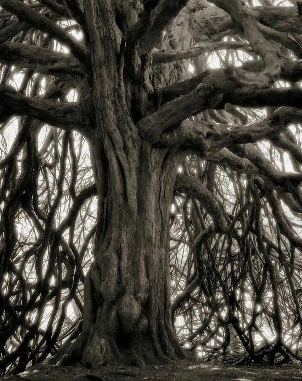 Самые старые деревья на Земле-12