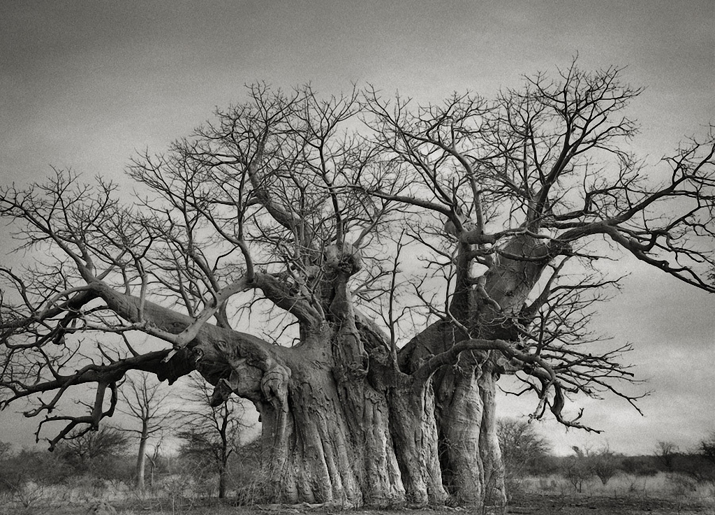 Самые старые деревья на Земле-15