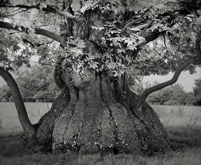 Где деревья на старых фотографиях