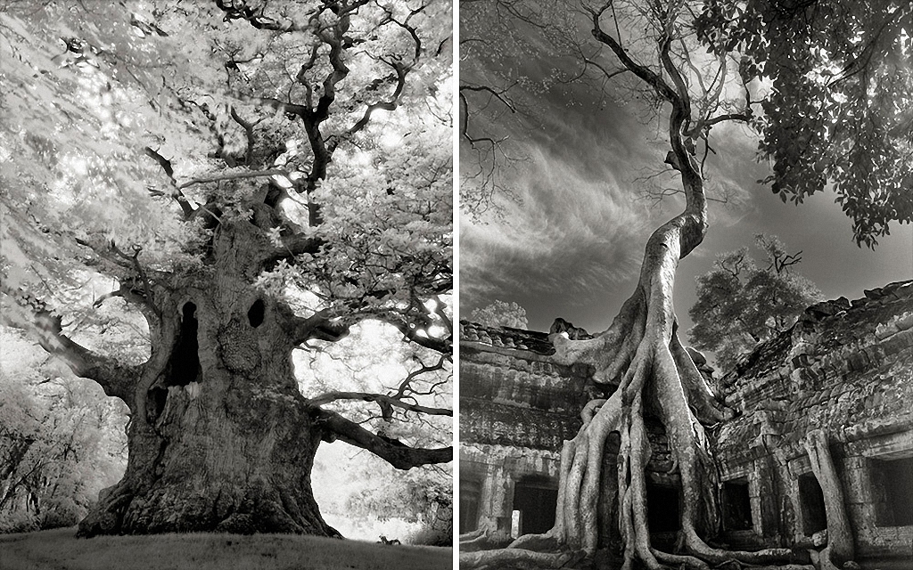 Самые старые деревья на Земле-18