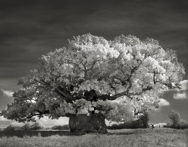 Где деревья на старых фотографиях