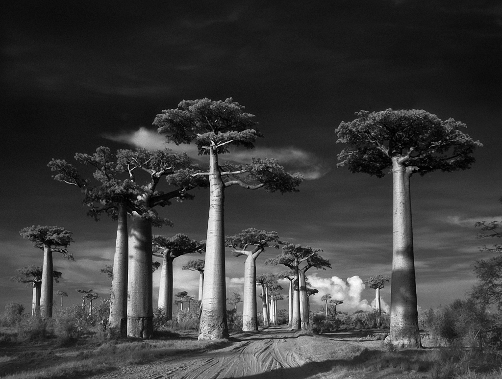 Самые старые деревья на Земле-5