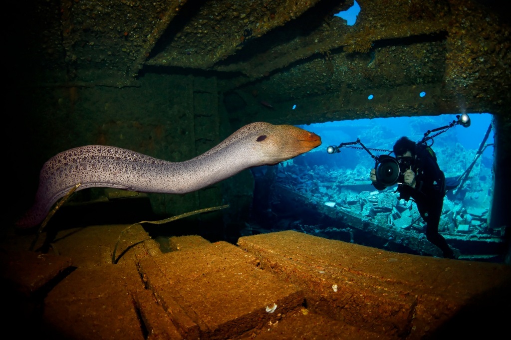 Подводный фотограф 2015 года-8