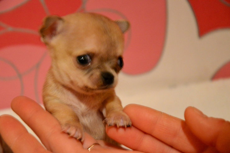 Туди - самая маленькая собака-6