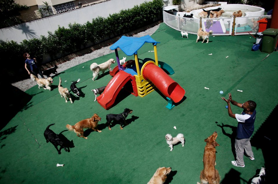 Детский сад для собак--9