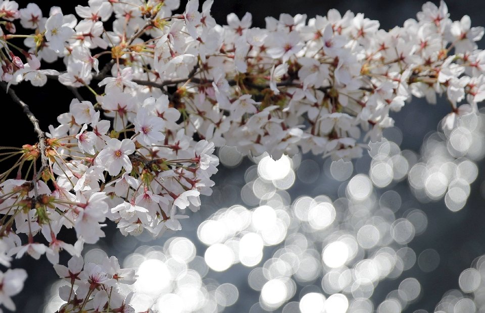 традиция любования цветущей сакурой-2