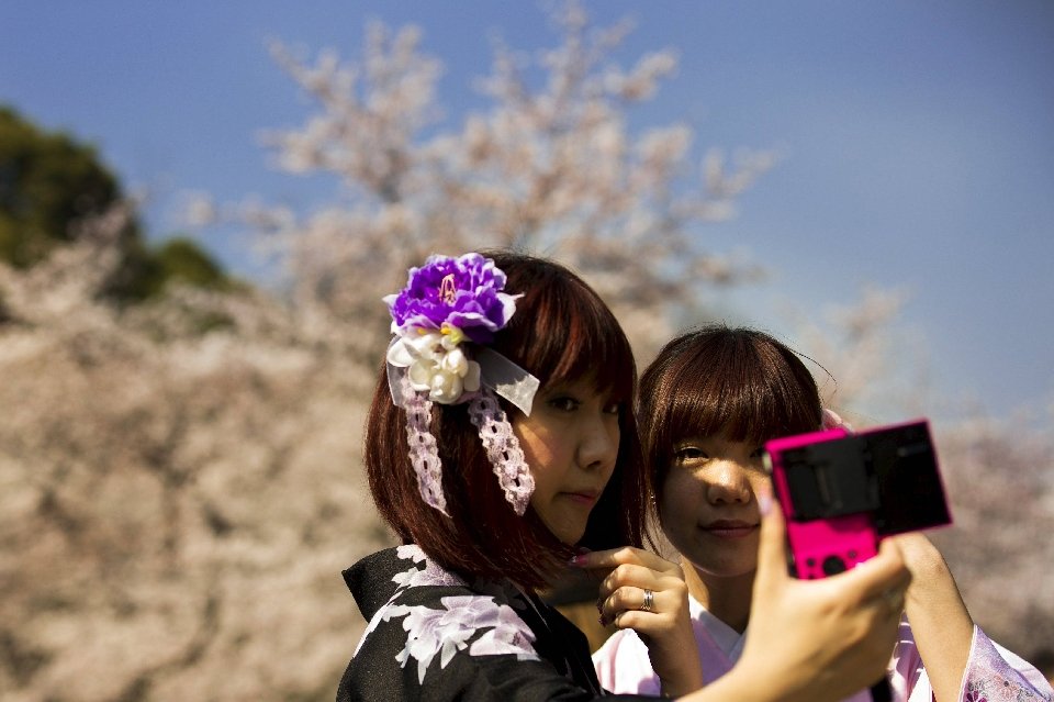 традиция любования цветущей сакурой-7