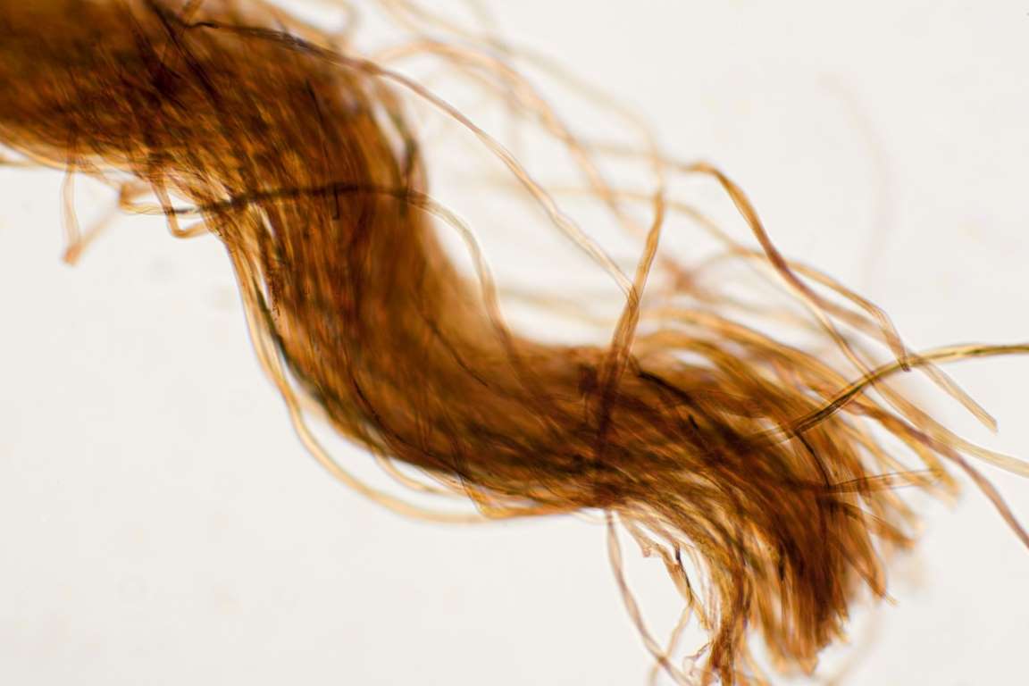 30 интересных фактов о волосах, которые вы не знали-15