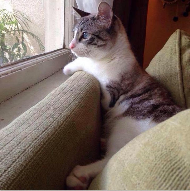 Храбрая кошка-инвалид - новая звезда Instagram