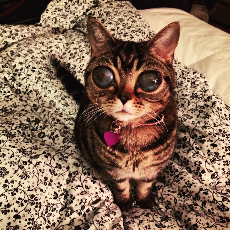 Кошка-пришелец - новая звезда интернета