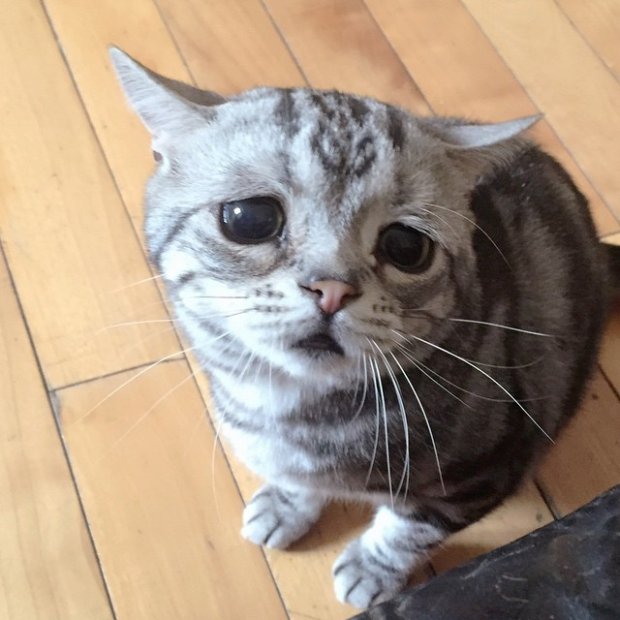 Самая грустная кошка интернета