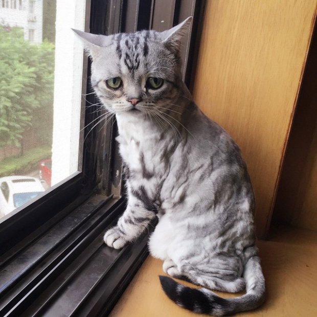 Самая грустная кошка в интернете