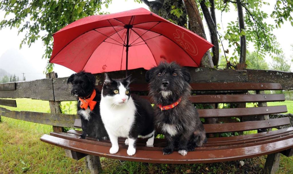 Животные с зонтиками 4