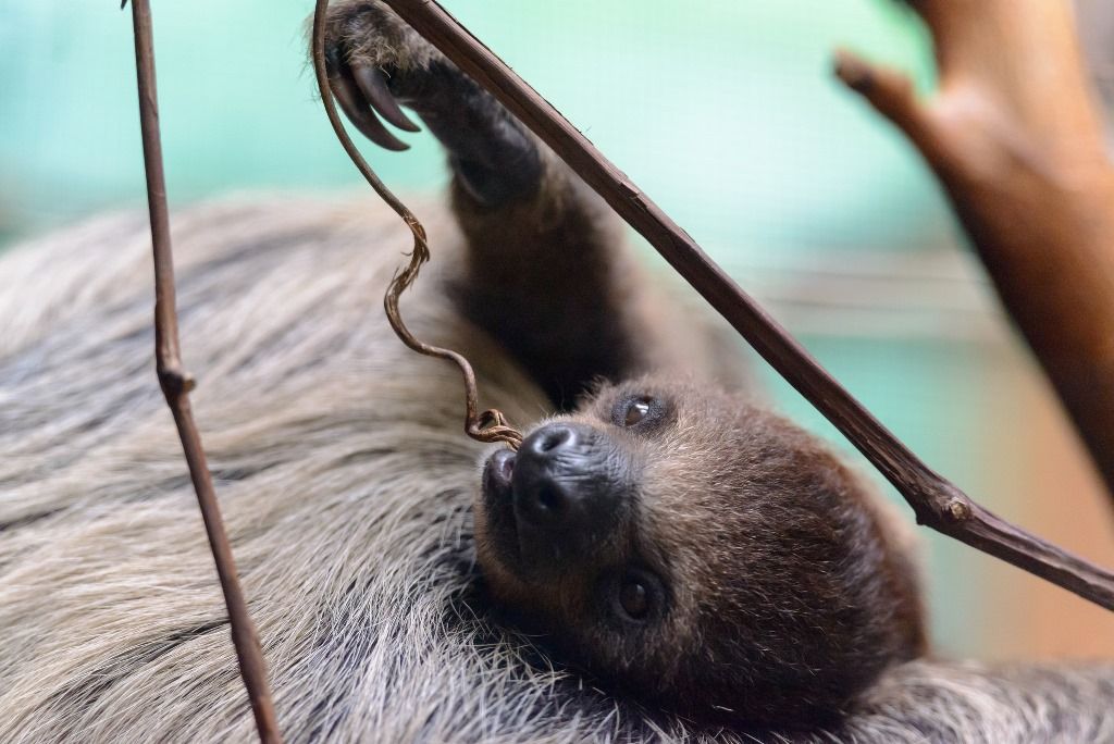 17 удивительных фактов о ленивцах 15