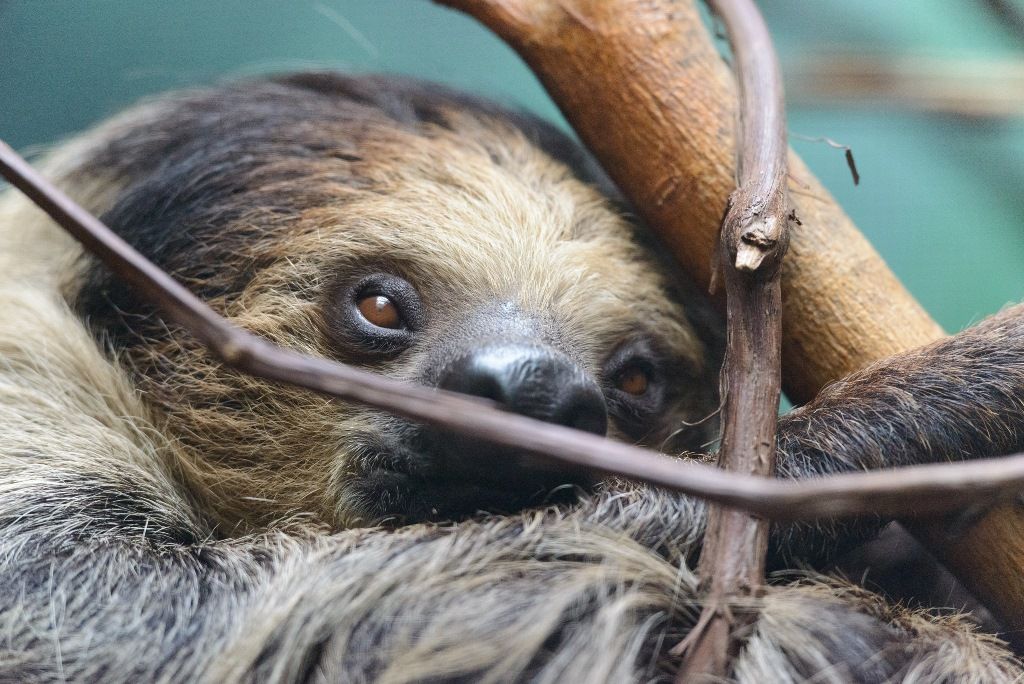 17 удивительных фактов о ленивцах 16