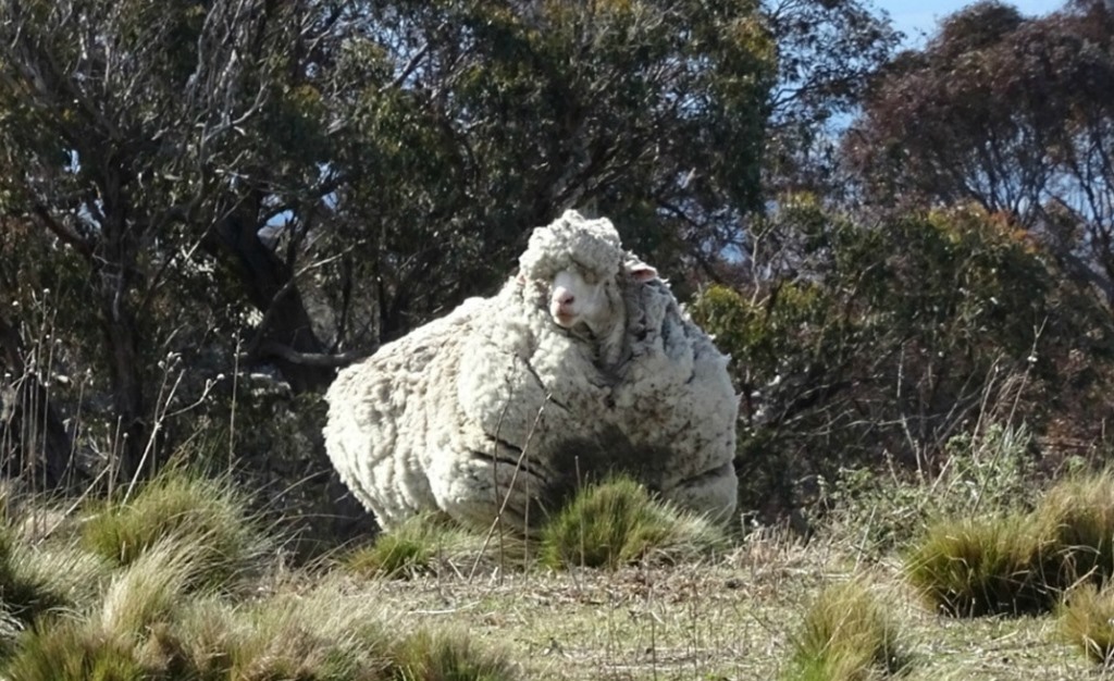 Самая нестриженая овца мира-1