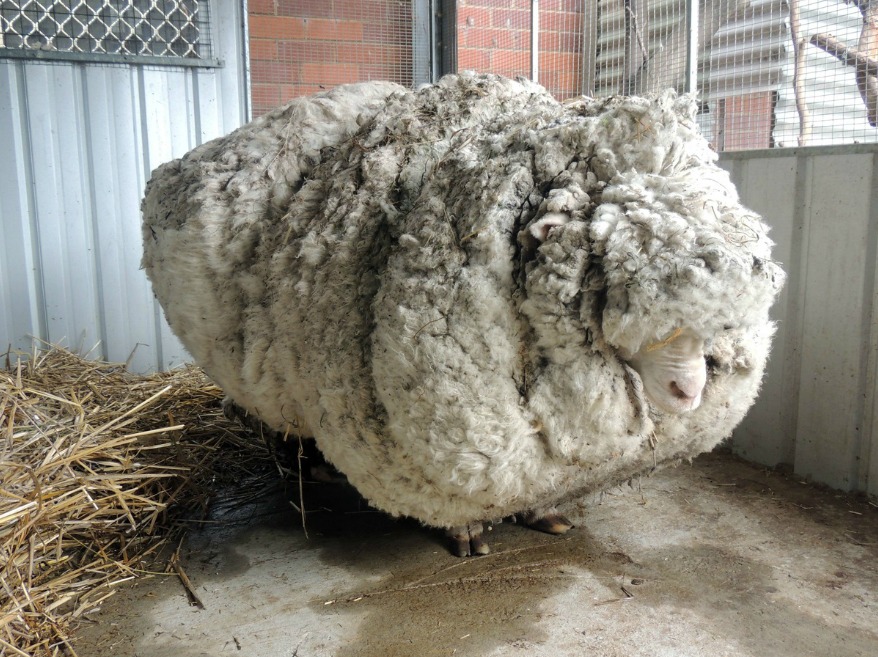 Самая нестриженая овца мира-3