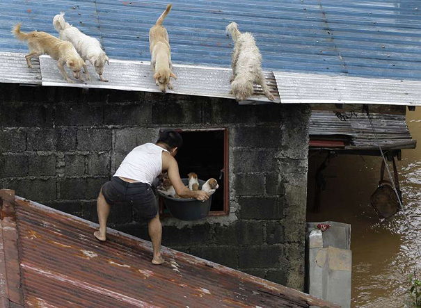 11. Мужчина спасает щенков в одном из затопленных районов Манилы, Филиппины.