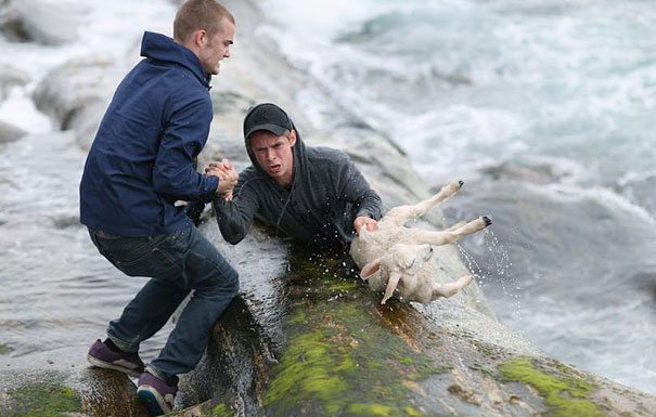 15. Две норвежских парня спасли тонущего в воде ягненка, который попал в воду по неосторожности.