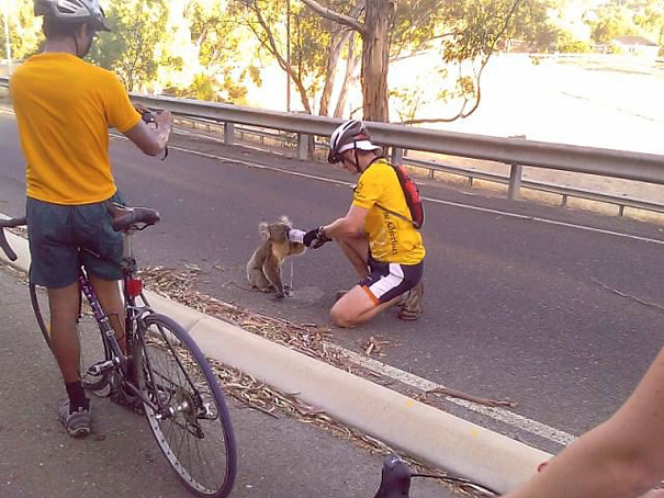 7. Велосипедисты поят коалу водой в 40 градусную жару. Австралия.