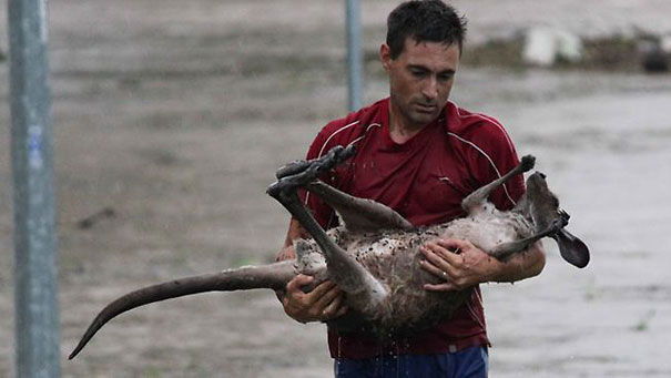 9. Этот мужчина рисковал собственной жизнью, ради спасения кенгуру во время наводнения в Квинсленде.