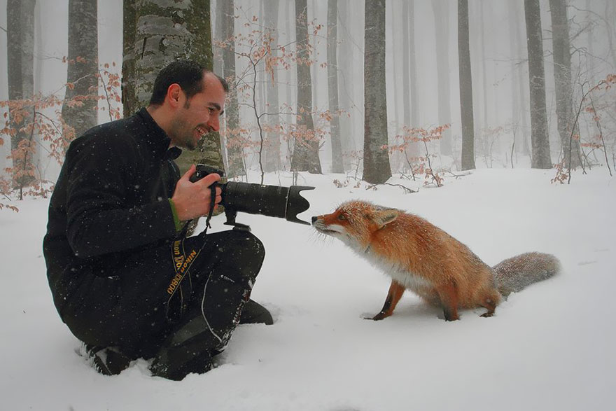 1. Любопытная лиса, которую заинтересовала камера.